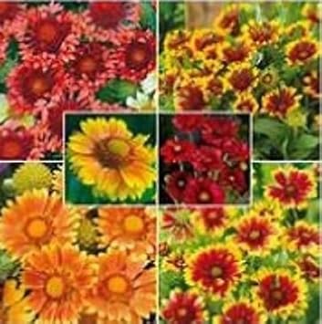 Mixed Gaillardia Blanket Flower Seeds - 100 pcs